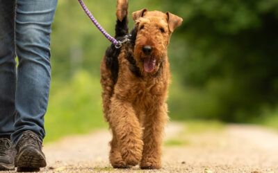 How to Prepare for a Canine Session